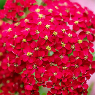 Paprika Yarrow