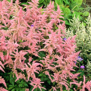 Bressingham Beauty Astilbe