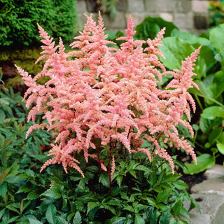 Bressingham Beauty Astilbe