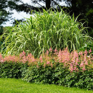 Bressingham Beauty Astilbe