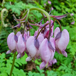 Fernleaf Bleeding Heart