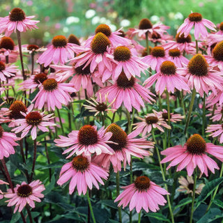 Purple Coneflower Super Sak®