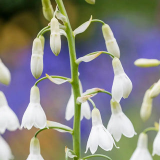 Summer Hyacinth