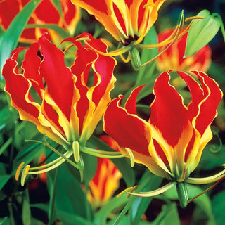 Gloriosa Lily