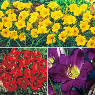 Breck's® Dwarf Reblooming Daylily Collection