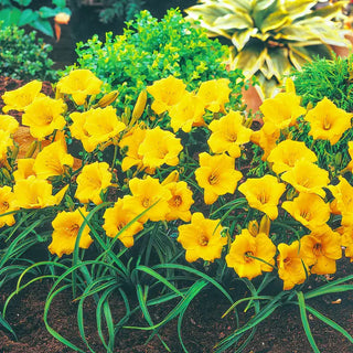 Breck's® Dwarf Reblooming Daylily Collection