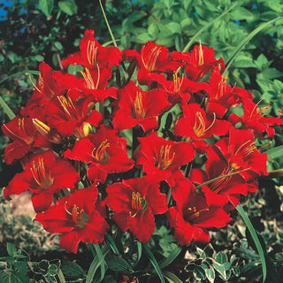 Breck's® Dwarf Reblooming Daylily Collection