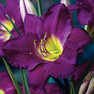 Breck's® Dwarf Reblooming Daylily Collection