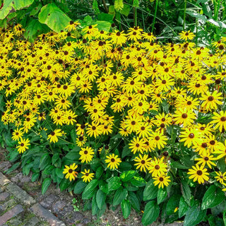 Goldsturm Rudbeckia Super Sak®