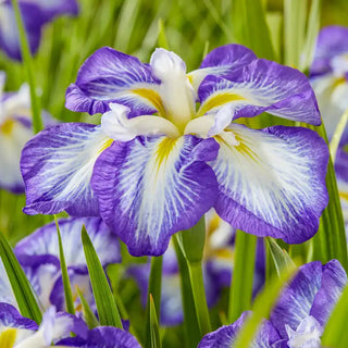 Carrot Cake Dinner Plate™ Japanese Iris