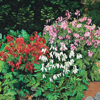 Reblooming Fernleaf Bleeding Heart Mixture