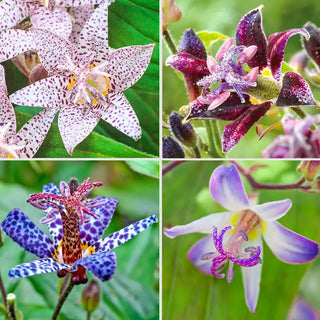 Toad Lily Collection