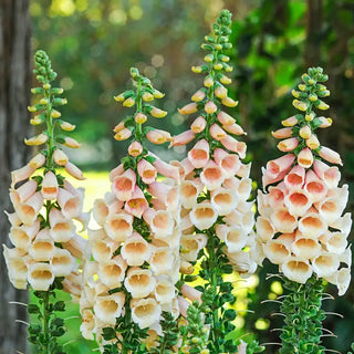 Dalmatian Peach Foxglove