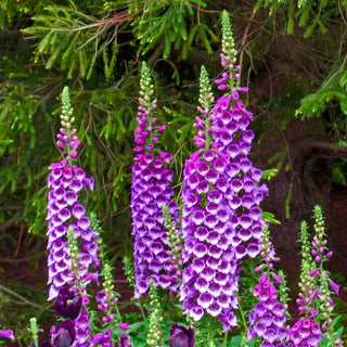 Dalmatian Purple Foxglove