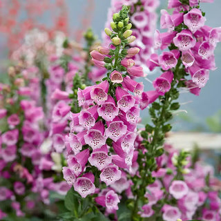 Dalmatian Rose Foxglove