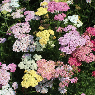 Pastel Paradise Yarrow Mixture