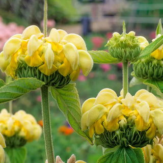 Jerusalem Sage