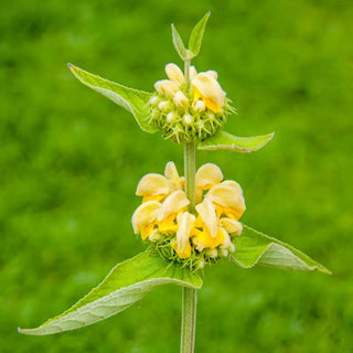 Jerusalem Sage