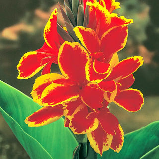 Lucifer Dwarf Canna