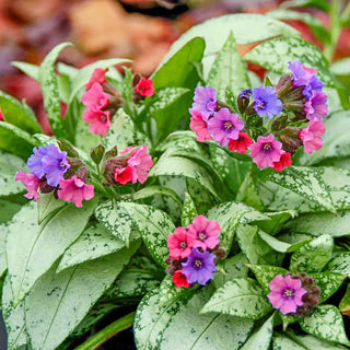 Silver Bouquet Lungwort