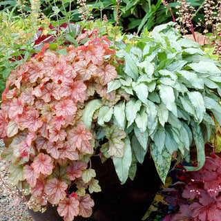 Silver Bouquet Lungwort