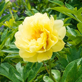 Bartzella Itoh Peony