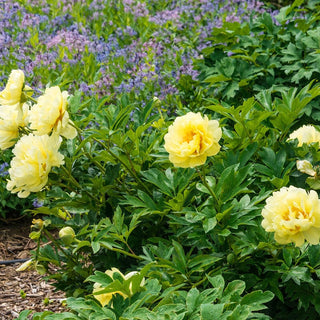 Bartzella Itoh Peony