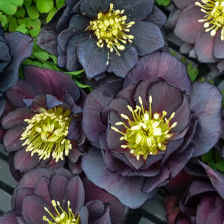 Dark and Handsome Double Helleborus