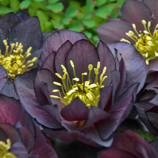 Dark and Handsome Double Helleborus