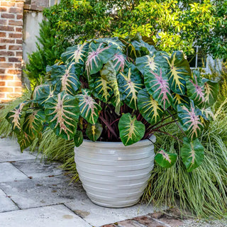 Royal Hawaiian® 'Waikiki' Elephant Ears