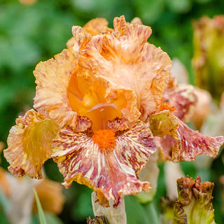 Cheetah Cheese Bearded Iris