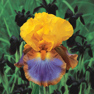 Megabucks Bearded Iris