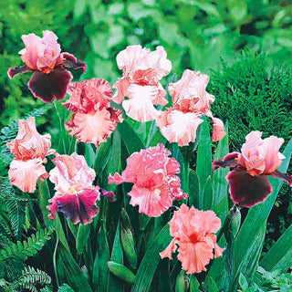 Pink Bearded Iris Mixture Super Sak