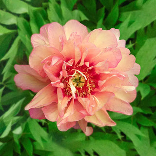 Kopper Kettle Itoh Peony