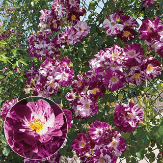 Purple Splash Climbing Rose