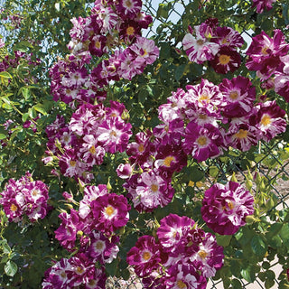 Purple Splash Climbing Rose