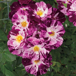 Purple Splash Climbing Rose