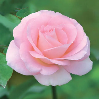 Falling in Love Hybrid Tea Rose