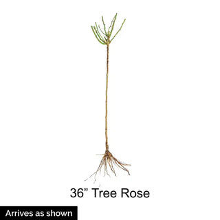 Fragrant Cloud 36” Tree Rose