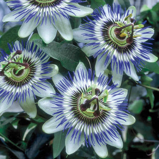 Blue Passion Flower