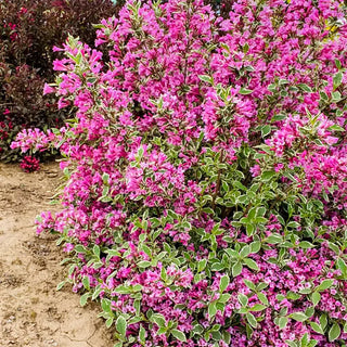 Marginal Beauty Weigela