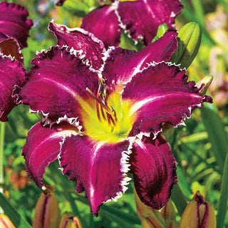 Snaggle Tooth Reblooming Daylily