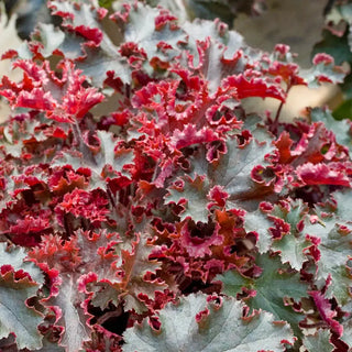 Melting Fire Heuchera