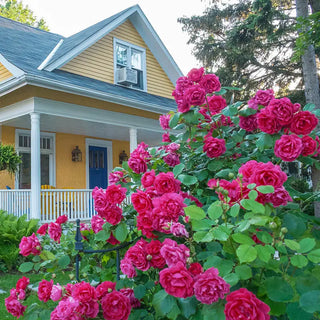 Pink Double Knock Out® Shrub Rose