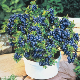 Top Hat Dwarf Blueberry