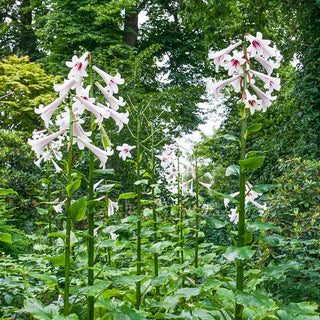 Giant Himalayan Lily