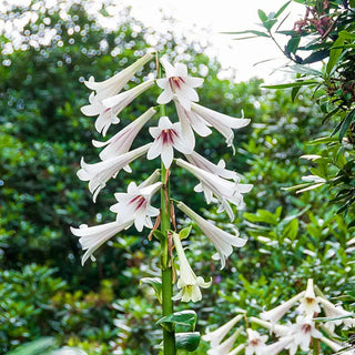 Giant Himalayan Lily