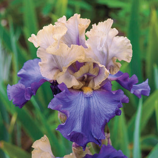 Recurring Delight Reblooming Bearded Iris