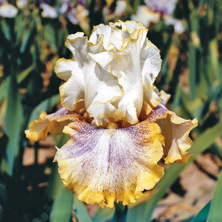 Ring Around Rosie Bearded Iris