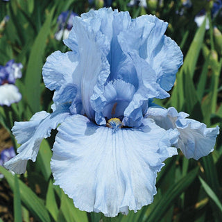 Sea Of Love Iris